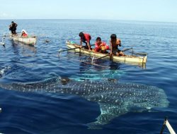 Aktivitas Tambang Ancam Keberlangsungan Wisata Hiu Paus di Teluk Gorontalo