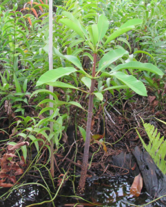 5 Tanaman Asli Indonesia untuk Pemulihan Lahan Gambut