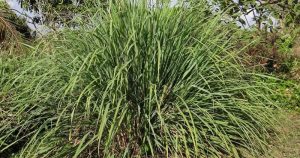 5 Cara Merawat Serai untuk Tumbuh Sehat dan Segar