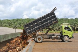 Proyeksi Dividen Saham Sawit Naik, Harga CPO Melonjak