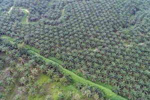 Pemprov Sumbar Percepat Replanting Sawit 5.400 Ha dengan Dana BPDPKS