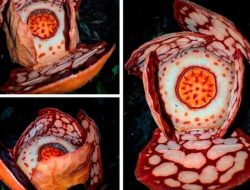 BRIN Tekankan Peran Peneliti Indonesia dalam Temuan Rafflesia hasseltii