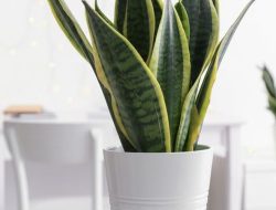 5 Tanaman Hias yang Tumbuh Subur dengan Sedikit Air