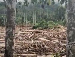 UGM Olah Kayu Hanyut Jadi Rumah Korban Banjir Aceh-Sumatera