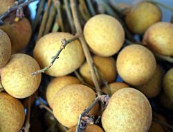 7 Manfaat Buah Kelengkeng untuk Kesehatan Ibu Hamil dan Cegah Anemia