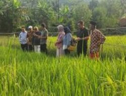 Keunggulan Teknologi Padi Salibu: Hemat Biaya, Cepat Panen, Hasil Lebih Tinggi