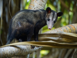 5 fakta menarik opossum selatan di hutan primer dan sekunder