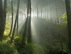Pohon Pinus atau Sawit: Mana yang Lebih Tahan Banjir?