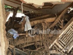 Bertaruh Nyawa Selamatkan Padi Saat Banjir Bandang Padang