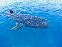 Panduan Wisata Hiu Tutul: Destinasi, Aktivitas, dan Waktu Terbaik Berkunjung