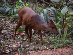 5 Spesies Duiker Langka dari Genus Cephalophorus, Terancam Punah