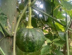 Kami Menanam, Kami Menyembuhkan: Siklus Sehat di Musim Hujan