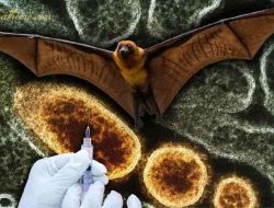 Virus Nipah: Ancaman Medis Baru