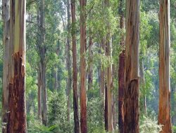 5 Alasan Pohon Eukaliptus Tumbuh Cepat