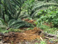 Kebun sawit di Cirebon mengancam air dan longsor mengintai warga