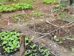 Dari Bau Menyengat ke Kebun Produktif: Warga Cipayung Ubah Sampah Jadi Berkah