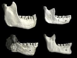 Fosil Awal Periode Evolusi Manusia Ditemukan, Siapa yang Hidup Sebelum Kita?