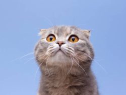 Bahaya memberi nasi pada kucing, bisa diabetes hingga cacat