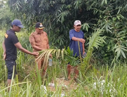 Temuan Kebun Sawit 6,5 Hektare, Distan Cirebon: Kami Juga Terkejut, Tiba-Tiba Ada