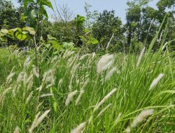 6 Tanaman Invasif yang Tak Mudah Dihilangkan Meski Dibakar