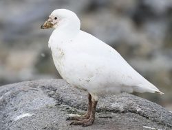 7 Fakta Menarik Burung Cerek Es, Sahabat Penguin yang Lucu