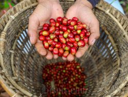 Ini 10 Negara Penghasil Kopi Terbaik, Termasuk Indonesia