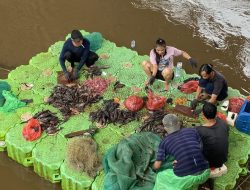 Mengintip Proses Pengolahan Ikan Sapu-sapu di Bawah Jembatan Kalibata