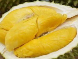 7 Varian Durian Terbaik, Mulai dari Premium hingga Terjangkau
