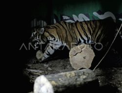 Lima Taman Nasional Jambi, Penjaga Keanekaragaman Hayati Sumatera