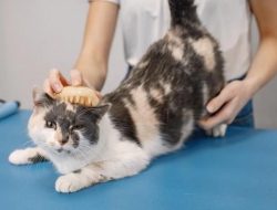 7 Cara Mengatasi Hairball Kucing, Sisir Setiap Hari
