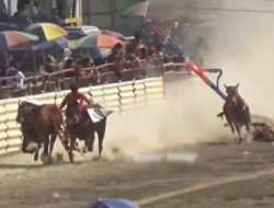 Simbol Kekuatan, Kebersamaan, dan Kebanggaan Madura: Karapan Sapi