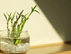 5 Tempat Terbaik dan 2 Larangan Menaruh Bambu Keberuntungan di Rumah, Menurut Ahli Feng Shui