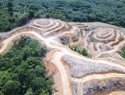 Deforestasi Tingkatkan Pemanasan Lokal, Ancaman Kesehatan Meningkat