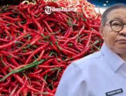 Pedagang Jakbar Bocorkan Harga Cabai Naik Drastis saat Ramadan, Taktik Gubernur Pramono Intervensi Pasar