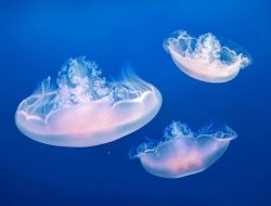 10 Hewan Tanpa Tulang Belakang