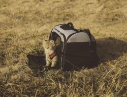 Cara Bawa Kucing Naik Mobil Saat Mudik Lebaran