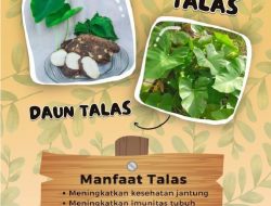 Opini: Kekayaan Pangan Lokal