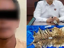 Polri tangkap 15 pelaku jaringan perburuan gajah Sumatera di Riau