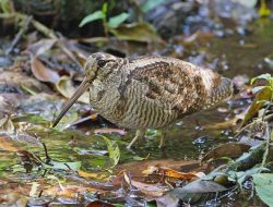 5 Fakta Menarik Burung Berkik Gunung Amami dengan Paruh Panjang