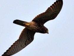 5 Fakta Menarik tentang Burung Kecil yang Bermanfaat bagi Manusia
