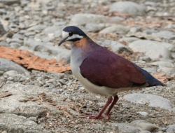 5 Fakta Menarik Merpati Ungu Langka