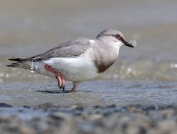 Mengenal Burung Magellanic Plover yang Menghasilkan Susu untuk Anaknya