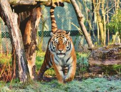 4 fakta menarik tentang pola belang harimau, kunci kamuflase!