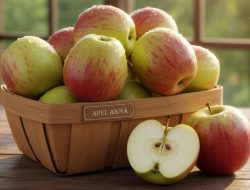 10 Jenis Apel dan Ciri Khas untuk Menilai Kualitas Buah