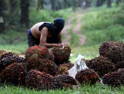 Harga CPO Diprediksi Tembus US$1.125/Ton, Mendag Jamin Harga Minyak Goreng Stabil