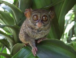 Tarsius: Primata Kecil yang Mengakhiri Hidupnya Saat Stres