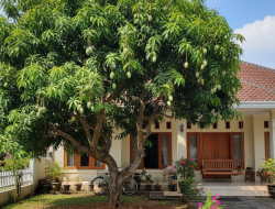 7 Pohon yang Bikin Rumah Sejuk, Termasuk Pohon Mangga