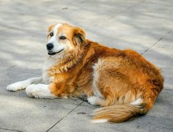 Mengapa Suhu Tubuh Burung Lebih Tinggi daripada Mamalia?