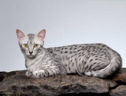 Jejak Gen Buka Rahasia Kucing di Eropa oleh Tentara Romawi