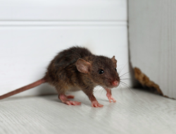 6 cara mengusir tikus dari kamar tanpa bahan kimia